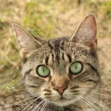 pet furball下载