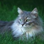 鹿晗的猫叫啥